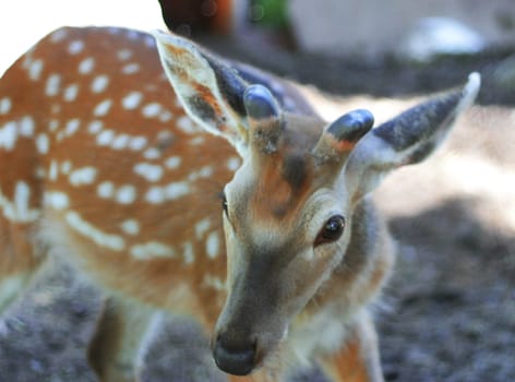White-Tailed Deer Odocoileus virginianus Fawn Stands