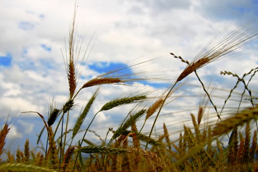 Golden ears on the summer field before harvest