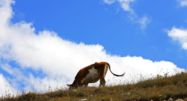 Lonely Cow On The Caucasus Mountain Grassland