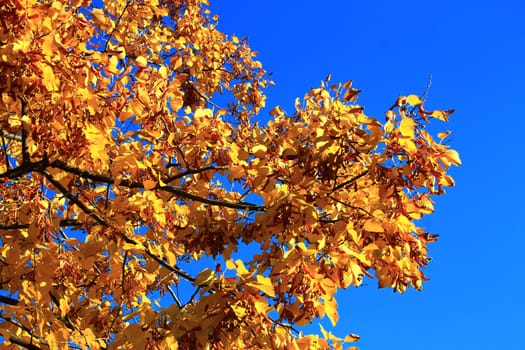 Yellow autumn leaves on the branches against blue sky