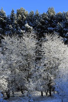 Trees covered with hoarfrost and snow in mountains