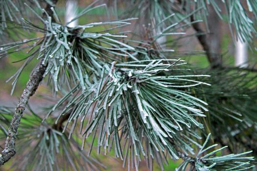 Green pins on the branch of a Christmas tree