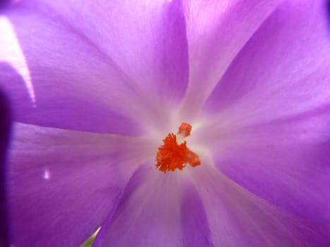 Bright beautiful purple flower showing the centre detail