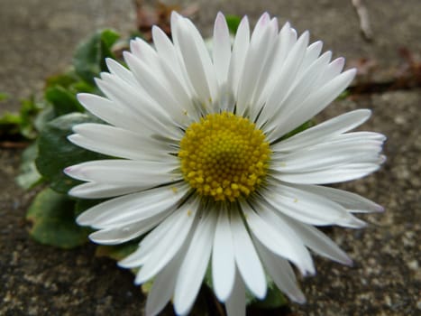 Pretty single white daisy flower with yellow centre