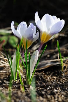 Beautiful spring white crocus flowers at ground