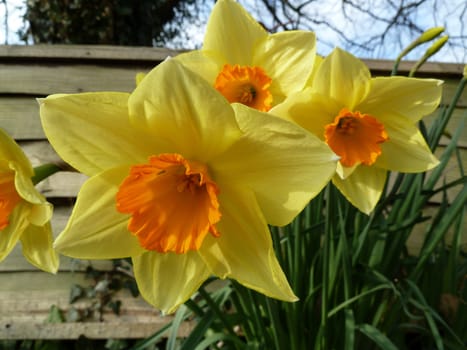 Bright pretty yellow spring daffodils