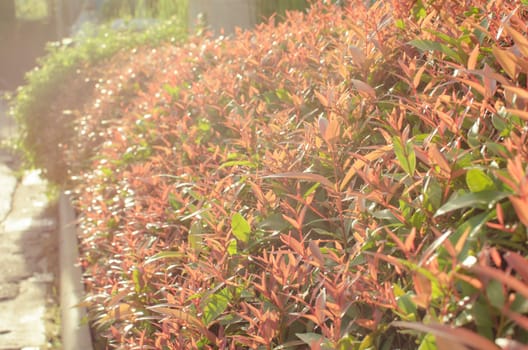 red plant in sunset counterlight and flare light.