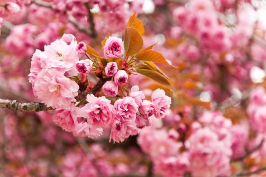 Cherry blossoms