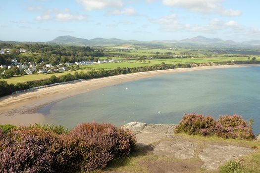 Heather on rock lead to a seaside view of the curving sandy beach and village of Llanbedrog, Wales coast path, Lleyn peninsular, Gwynedd, Wales, uk.