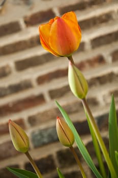 Orange tuplips on brick wall background