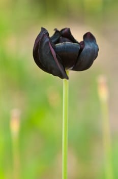 black Tulip