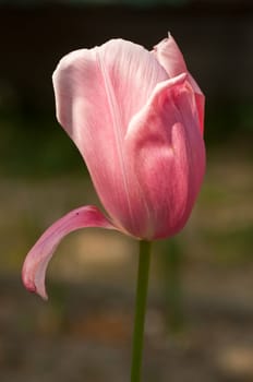 pink Tulip