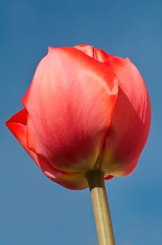 Tulip on blue sky background