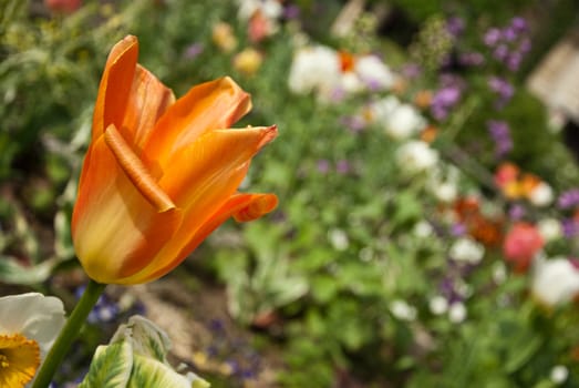 tulip closeup on flowers background
