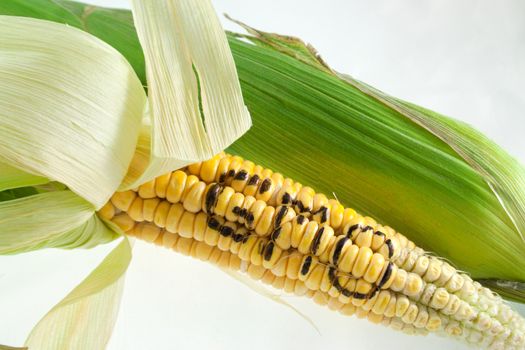 GMO letters on corn