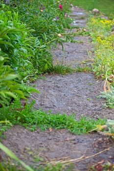 Path in the garden of greenery. Image with shallow depth of field.