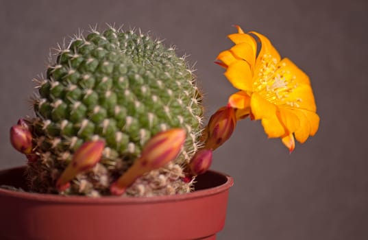 Cactus flowers  on dark  background.Image with shallow depth of field.