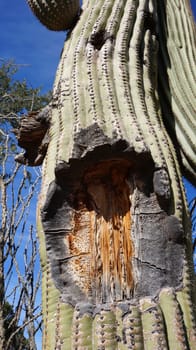 Close up photo of tall Saguaro Cactus with blue sky as background