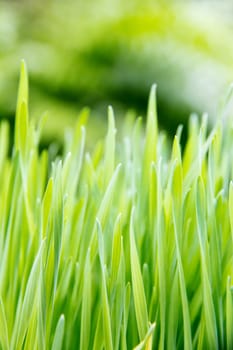 close up image of fresh spring green grass