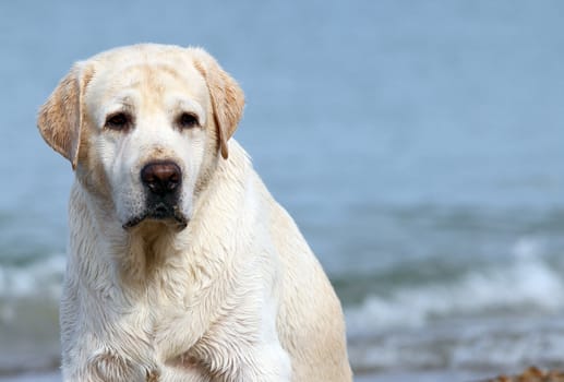 labrador at the sea portrait close up
