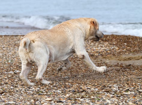 a yellow labrador swimming in the sea
