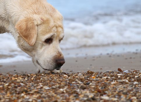 labrador at the sea sand portrait close up