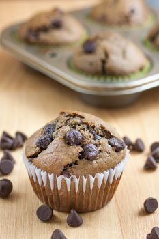 Chocolate chocolate chip muffins on a countertop with a pan of muffins in the back ground.