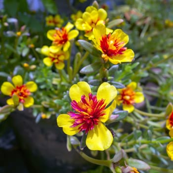 Red Yellow Flower and Green Leaves in Chiang Rai Garden.