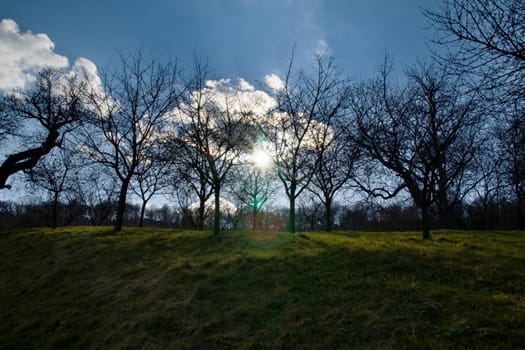 Photo shows sunset with white clouds and blus sky behind the trees.