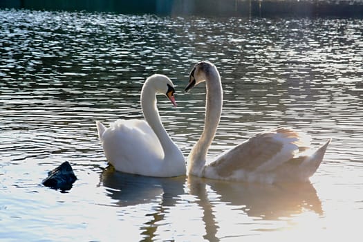 Photo shows white swans on the Vltava river during a sunset.