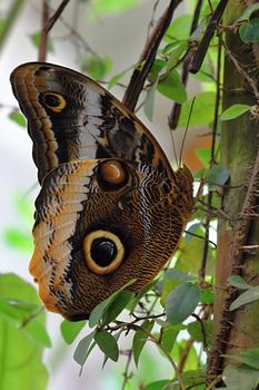 Photo shows details of colourful butterfly in the park.