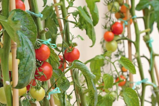 Photo of Colourful Tomatoes in the Garden made in the late Summer time in the Czech republic, 2013