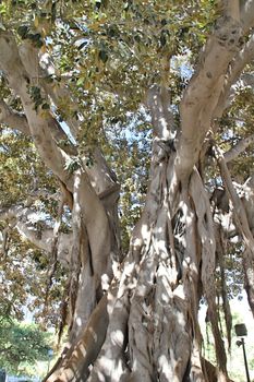 Photo of Trees in the Parc made in the late Summer time in Spain, 2013