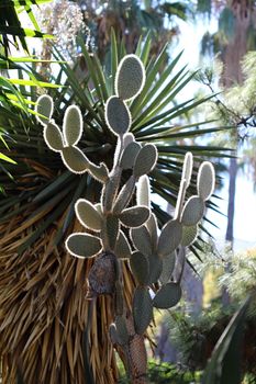 Photo of Beautiful Cactus in the Garden made in the late Summer time in Spain, 2013