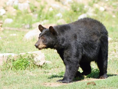 Photo is showing wilds animals captured in the Canadian countryside.