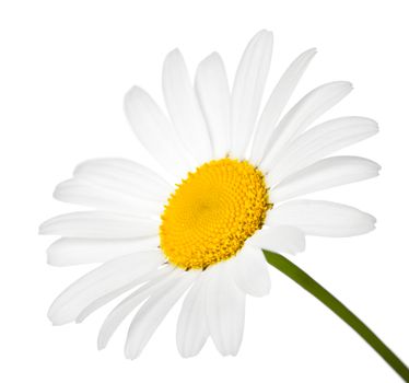 Chamomile flower isolated on white background. Macro shot