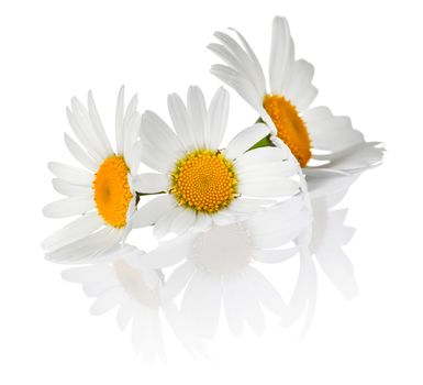Chamomile flowers on white background. Macro shot