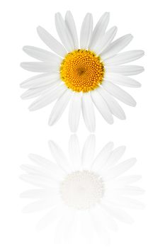 Chamomile flower on white background. Macro shot