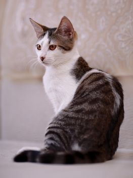 Kitten on a sofa. Not purebred kitten. Small predator. Small cat.