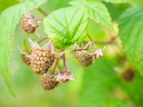 Brown unripe raspberry hanging on bush with fresh green leaves