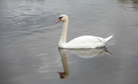 swan screamer pure white angel
