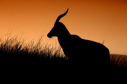 African antelope silhouetted against the orange sky of sunset