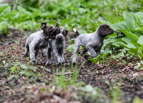 litter of german shorthaired pointer puppies playing outside in the woods