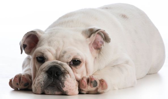 english bulldog puppy laying down looking at viewer on white background