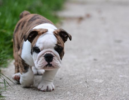 english bulldog puppy walking outdoor on the cement