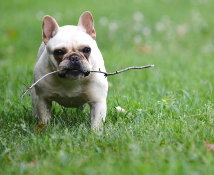 french bulldog playing with a stick