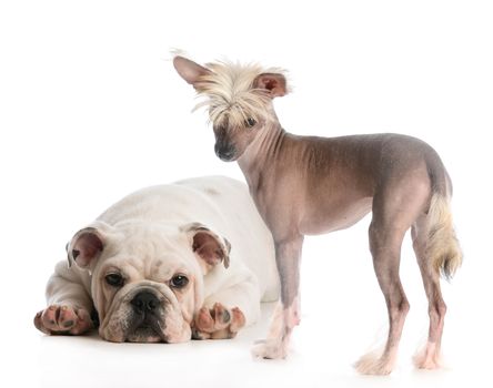 two dogs - chinese crested and english bulldog puppy looking at viewer on white background