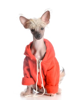 dog wearing sweater - chinese crested puppy isolated on white background