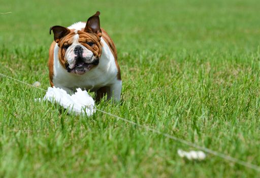 lure coursing - english bulldog running a lure course