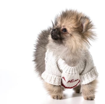 pomeranian wearing valentines day sweater